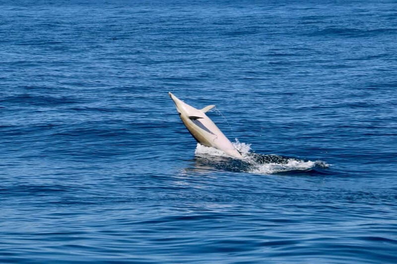 Sesimbra: Dolphin watching with marine biologist - What to Expect on the Dolphin Watching Tour