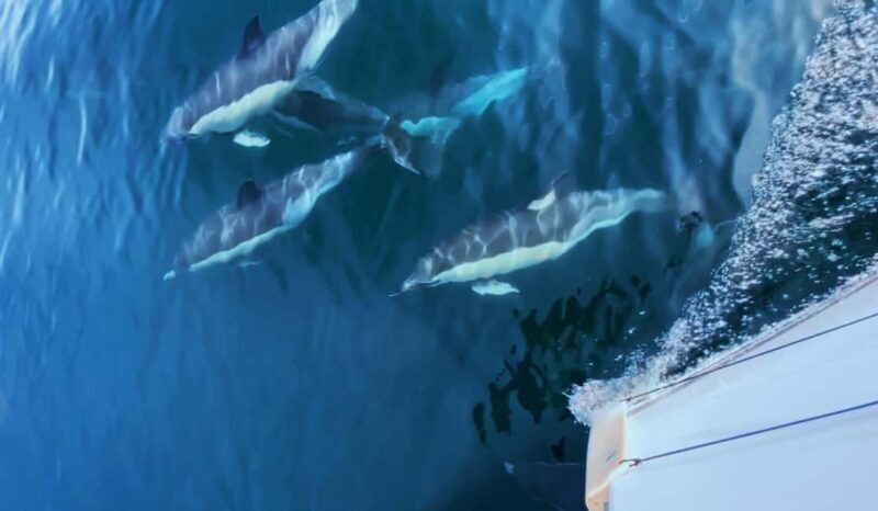 Sesimbra: Sailingboat Tour with Snacks & Drinks - Why Choose the Sesimbra Sailing Boat Tour?