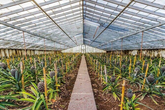 Sete Cidades / Lagoa do Fogo - Full Day Tour - Is It Worth the Cost?