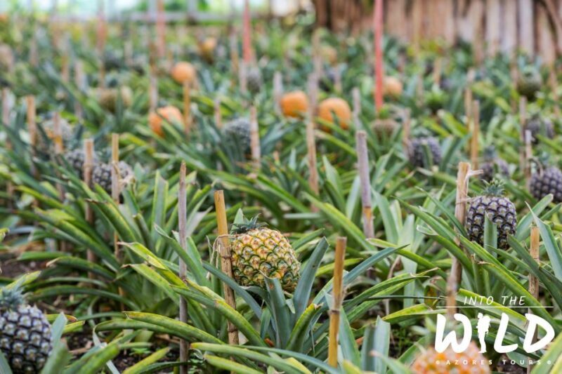 Sete Cidades & Lagoa do Fogo - Full-Day Tour - Key Points