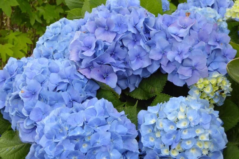 Sete Cidades: Twin Lakes, Serra Devassa Hike & Mosteiros - Key Points