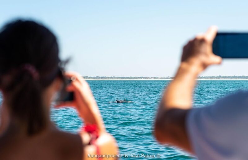 Setúbal: Dolphin Watching Boat Tour - What Do You Get?