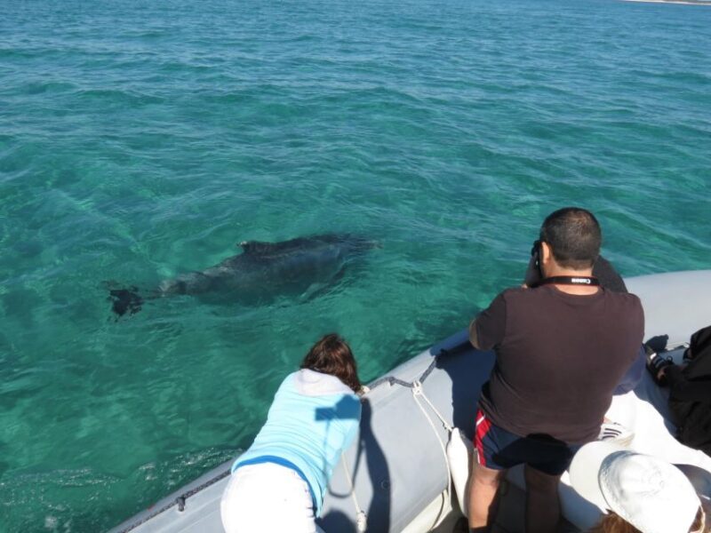 Setúbal: Dolphin Watching Boat Tour - Real Traveler Feedback: What People Say