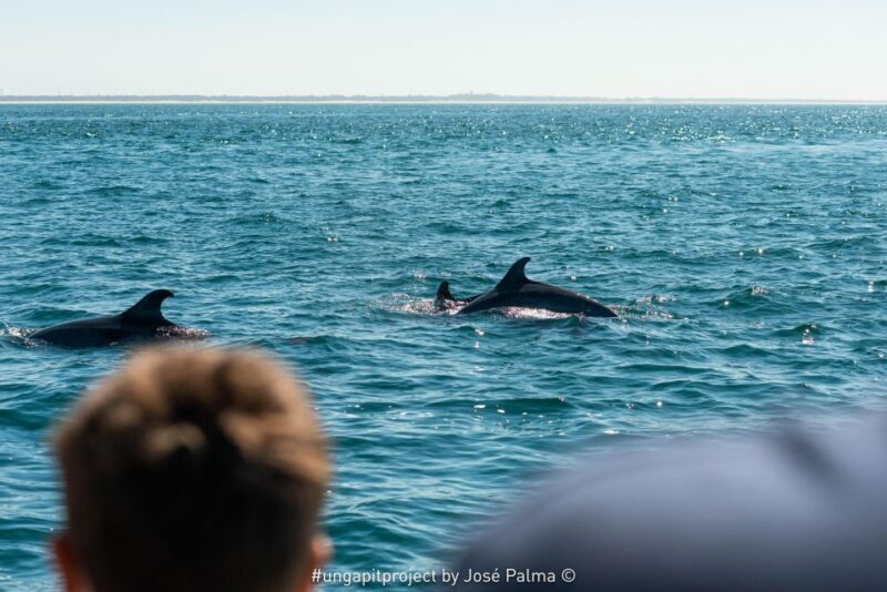 Setúbal: Dolphin Watching Boat Tour - Why This Tour Works