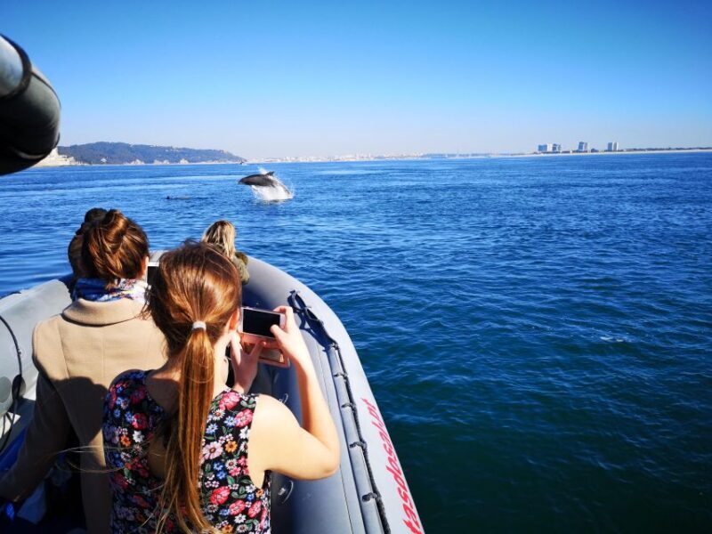 Setúbal: Dolphin Watching Boat Tour - Who Should Book This Tour?