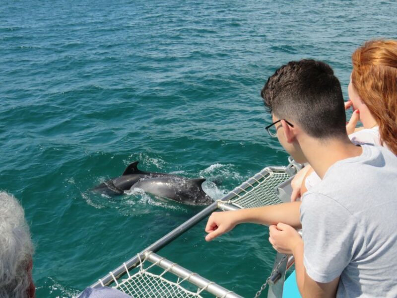 Setúbal: Dolphin Watching Tour - What You Can Expect from the Dolphin Watching Tour