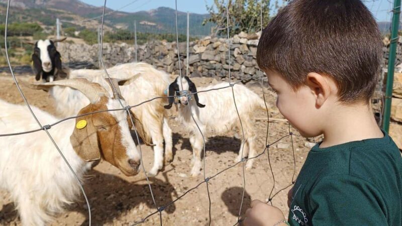 Seulo: Farm Tour with Local Product Tasting - Is It Worth It?
