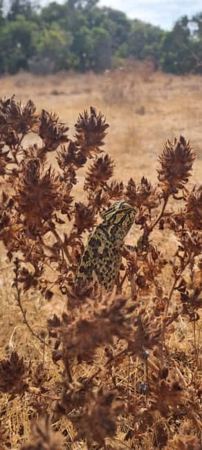 Seven Hanging Valleys Trail: Algarve Walking Tour - Who Should Consider This Tour?