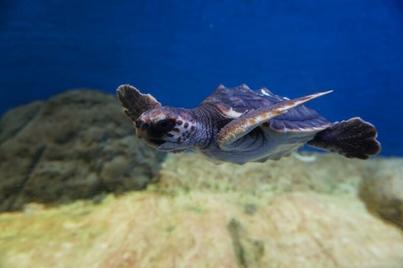 Seville Aquarium Admission Ticket - Practical Details & Tips