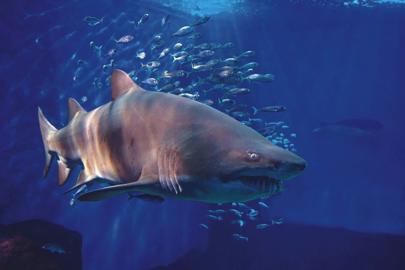 Seville Aquarium Admission Ticket - Atlantic Ocean tanks: the big viewing windows and platforms