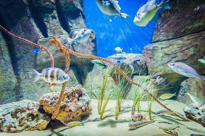 Seville Aquarium Admission Ticket - An In-Depth Look at the Seville Aquarium Experience