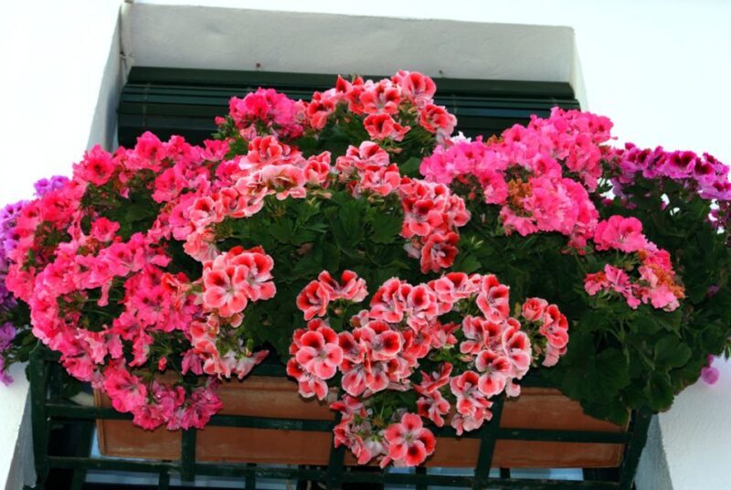 Seville: Barrio de Santa Cruz Small Group Walking Tour - FAQs