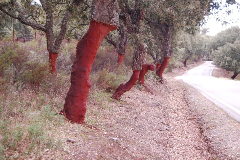 Seville: Transfer to Málaga with visit to Ronda - FAQ