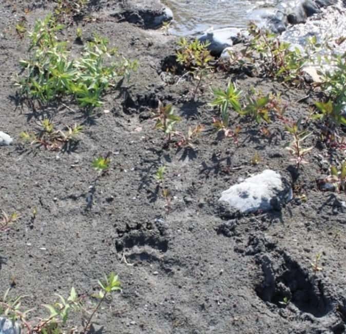 Seward: Bear Glacier Helicopter Tour with Beach Landing - The Practical Details