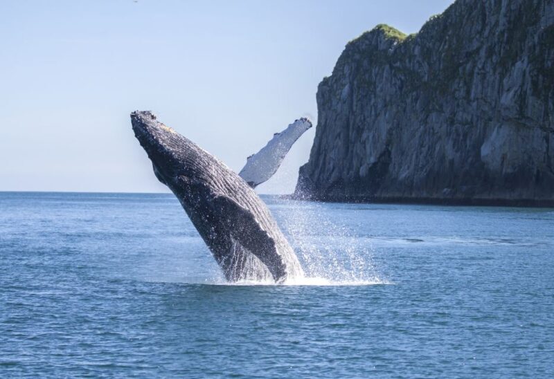 Seward: Kenai Fjords National Park Catamaran Cruise w/Lunch - FAQs