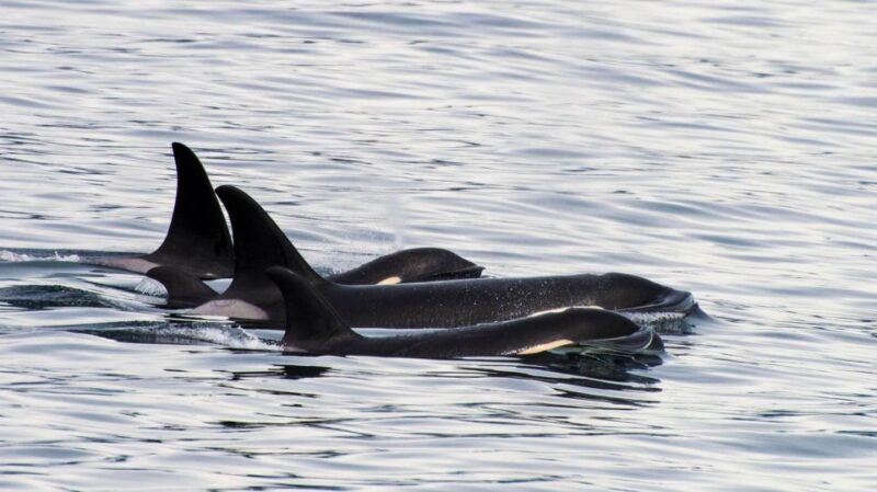 Seward: Resurrection Bay Orca Quest Cruise - Wildlife & Scenery