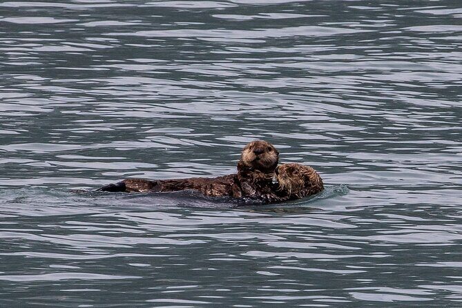 Seward Shore Excursion: Pre- or Post-Cruise Kenai Fjords National Park Tour - FAQ