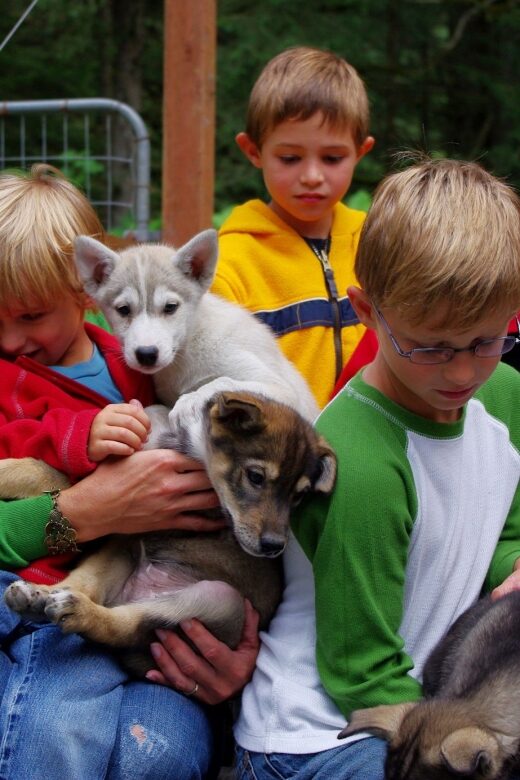 Seward: Summer Dog Sled Ride and Seavey Estate Tour - What to Expect from the Tour
