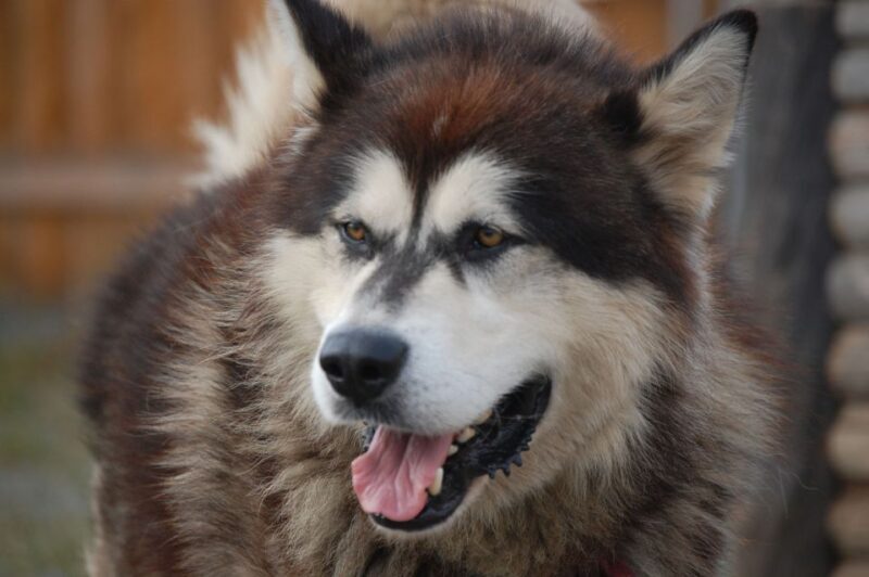 Seward: Summer Dog Sled Ride and Seavey Estate Tour - Who Is This Tour Best For?