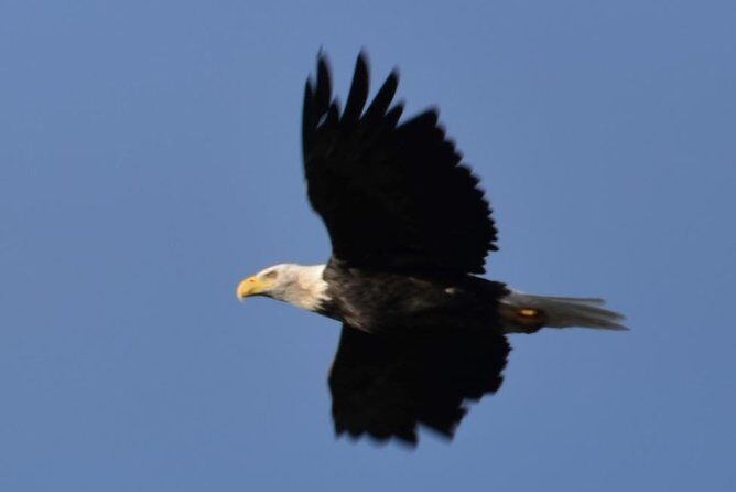 Seward to Anchorage Cruise Transfer and Private Tour - Wildlife Encounters at the Alaska Wildlife Conservation Center