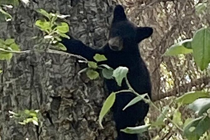 Seward to Anchorage Full Day Transit Tour with Port Pickup - FAQ