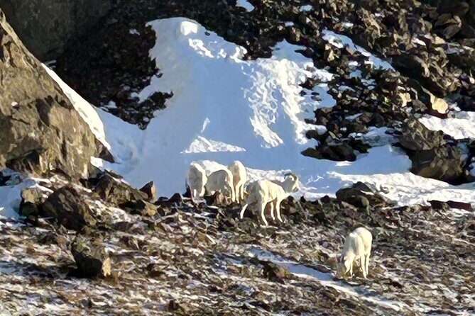 Seward to Anchorage Full Day Transit Tour with Port Pickup - Final Thoughts