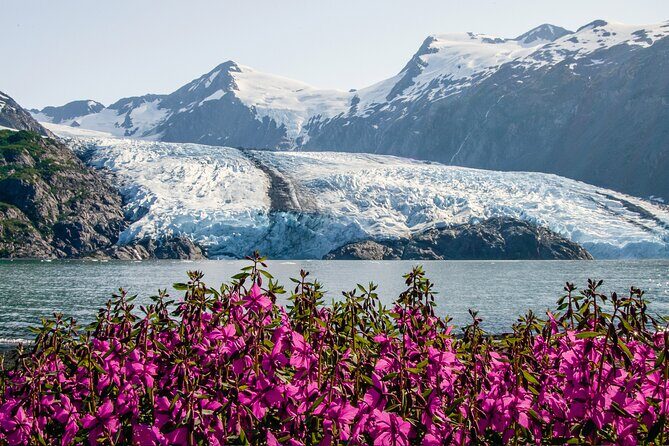 Seward to Anchorage- Post Cruise Curated Wildlife Tour +Transfer - The Sum Up