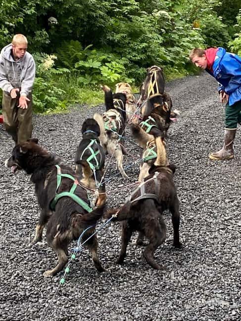 Seward: Turning Heads Kennel Tour & Dog Sled Ride - The Practicals: What You Need to Know
