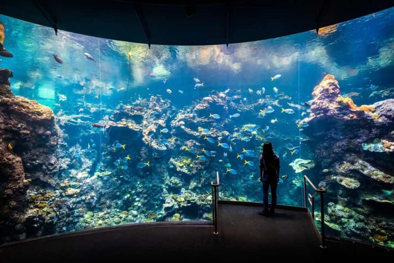SF: CA Academy of Sciences & Hop-on Hop-off Tour (Save 15%) - Final Thoughts