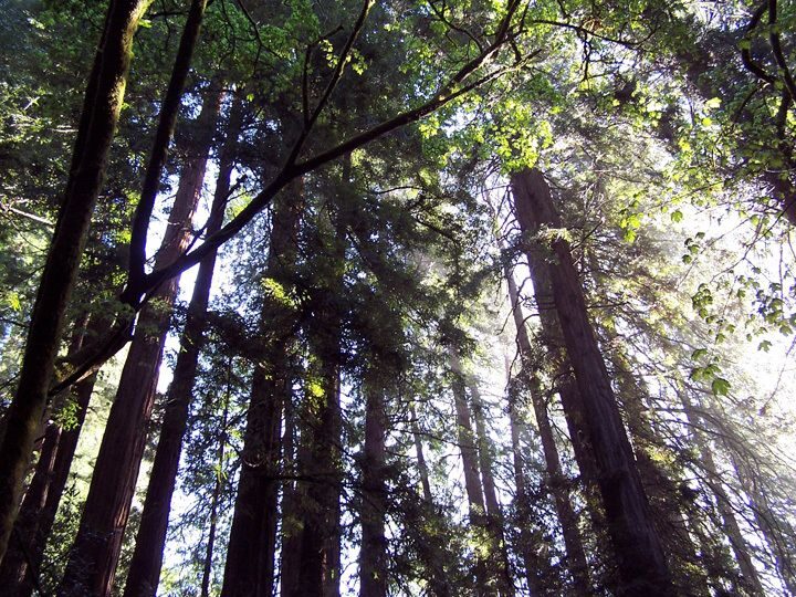 SF: Guided Muir Woods Tour & Hop-On Hop-Off Tour (Save 15%) - An Overview of the Tour: Nature and City in One Day
