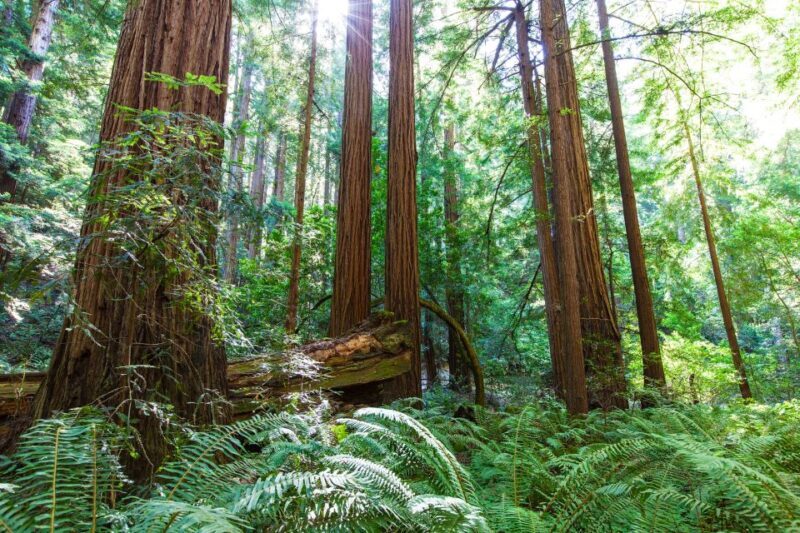 SF: Muir Woods, Sausalito, Golden Gate Bridge Private Tour - The Guide and Transportation