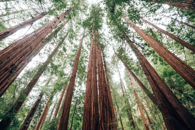 SF: Muir Woods, Sausalito, Golden Gate Bridge Private Tour - Frequently Asked Questions
