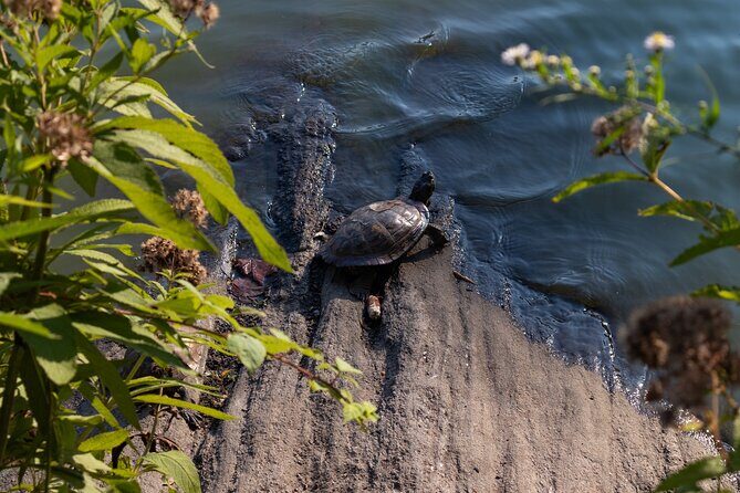 Shakespeare in Central Park: Self-Guided Story Quest - FAQs