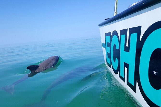 Shallow Water Snorkeling and Dolphin Watching in Key West - An In-Depth Look at the Experience
