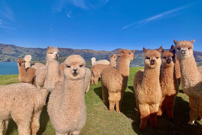 Shamarra Alpaca Farm Tours - What is Shamarra Alpaca Farm Tours?