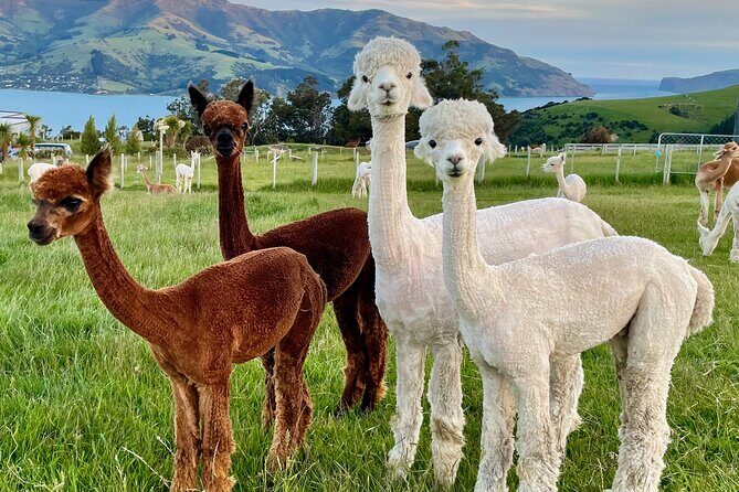 Shamarra Alpaca Farm Tours - Practical Considerations and Tips