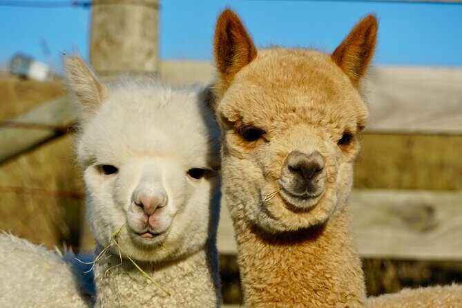 Shamarra Alpaca Farm Tours - The Sum Up