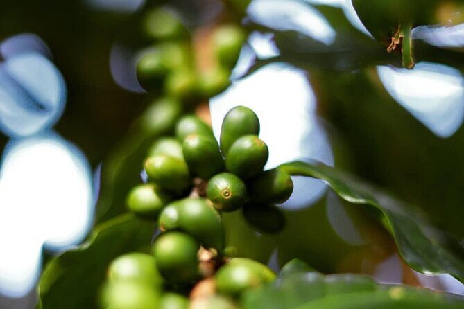 Shared Food & Waterfall Tour in Honolulu - Who Is This Tour Best For?