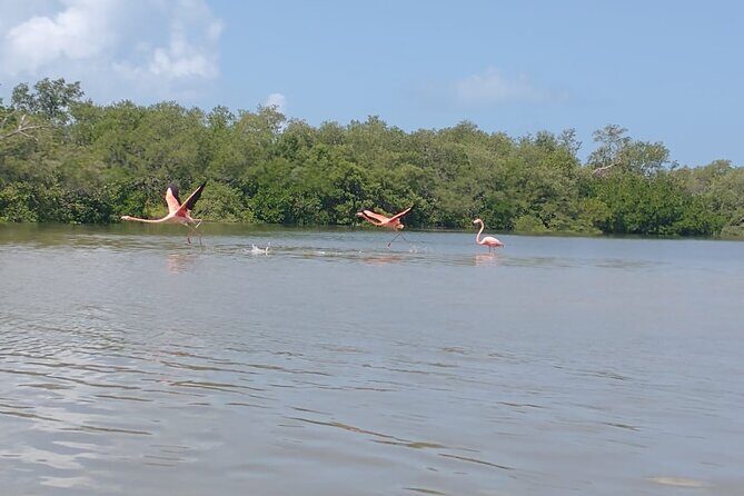 Shared mangroves kayak tour in Holbox - Why This Tour Is Worth Considering