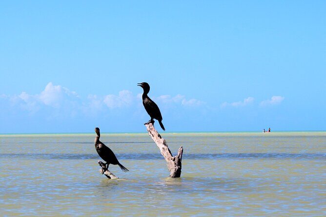 Shared mangroves kayak tour in Holbox - Additional Resources