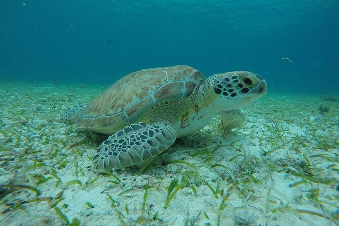 Shared Sky Snorkeling in Cozumel - Pricing and Value