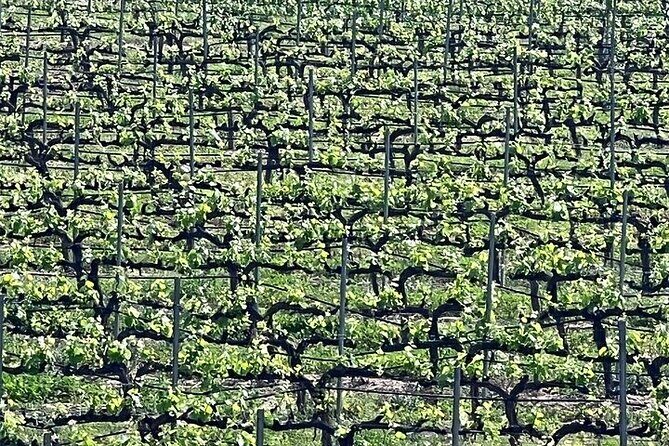 Shared Temecula Wine Tour from Tustin - A Closer Look at the Temecula Experience