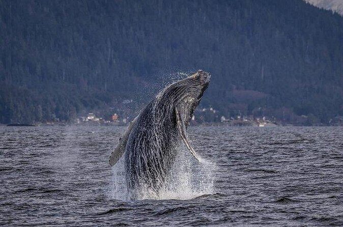 Shared Whale and Wildlife Viewing - FAQ