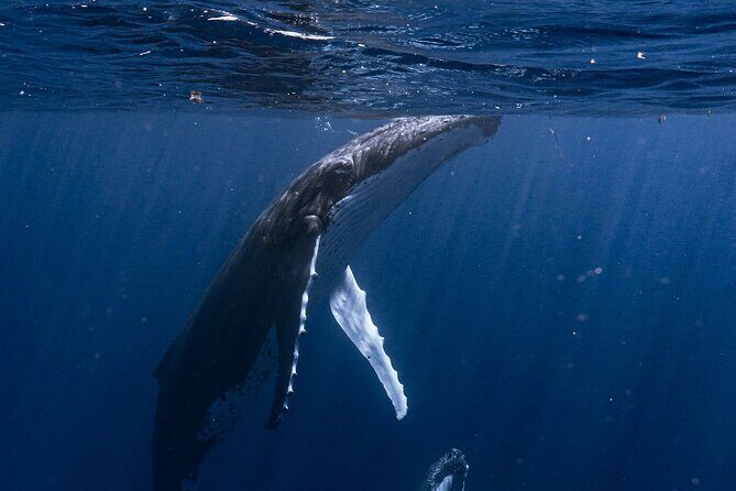 Shared Whale Expedition - The Experience in Detail