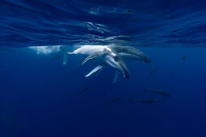 Shared Whale Expedition - Who Is This Tour Best For?