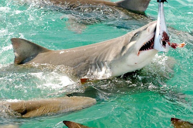 Shark and Wildlife Viewing Adventure in Key West - FAQ