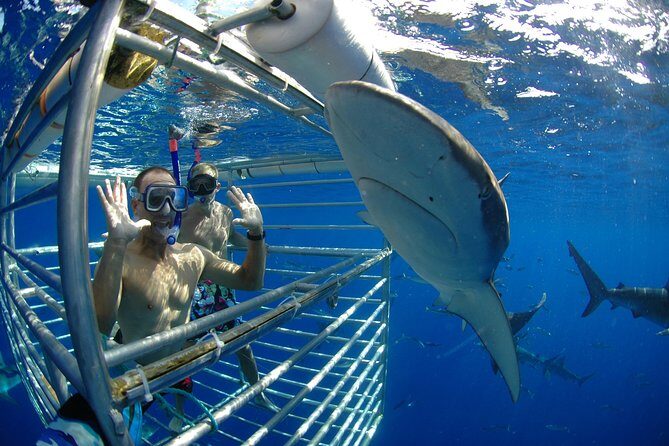 Shark Cage Diving In Oahu - What to Expect from Your Shark Cage Diving Tour