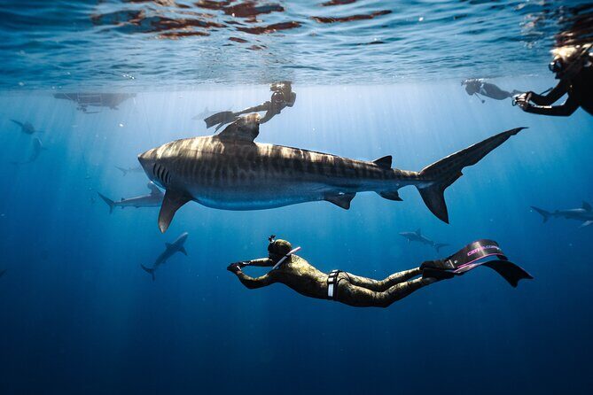 Shark Dive Private Charter No Cage - Key Points