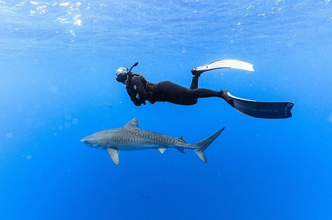 Shark Dive Private Charter No Cage - Practical Details and Considerations