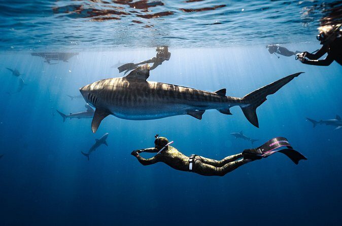 Shark Dive Private Charter No Cage - Who Is This Tour Best Suited For?